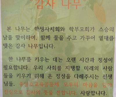 <종달교육공동체> 감사나무